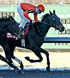 First Azerbaijani-Bred Wins in U.S. First Azerbaijani-Bred Wins in U.S.