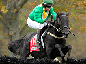 'Blues' is Named Steeplechase Champion 'Blues' is Named Steeplechase Champion