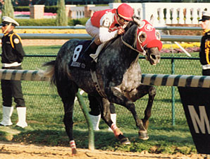 1991 Horse of the Year Black Tie Affair Dead 1991 Horse of the Year Black Tie Affair Dead