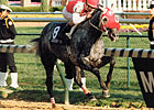 1991 Horse of the Year Black Tie Affair Dead 1991 Horse of the Year Black Tie Affair Dead