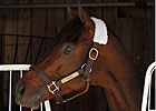 Featured Horse Profile: Blame Featured Horse Profile: Blame