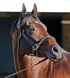 Blame's Stud Fee Set at $35,000 Blame's Stud Fee Set at $35,000