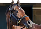 Blame is Top U.S. Horse in World Rankings Blame is Top U.S. Horse in World Rankings