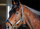 First Foal by Blame Delivered in Pennsylvania First Foal by Blame Delivered in Pennsylvania