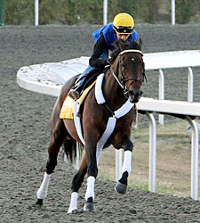 Blame Steady in Workout for Classic Blame Steady in Workout for Classic