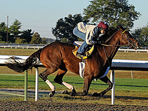 Blame Works for JC Gold Cup Blame Works for JC Gold Cup