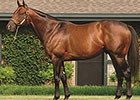 Stallion Bluegrass Cat to Shuttle to Uruguay Stallion Bluegrass Cat to Shuttle to Uruguay