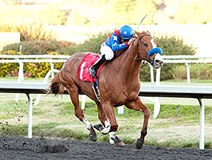 Hollendorfer Runners 1-2-3 in Native Diver Hollendorfer Runners 1-2-3 in Native Diver