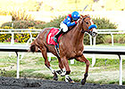 Hollendorfer Runners 1-2-3 in Native Diver Hollendorfer Runners 1-2-3 in Native Diver