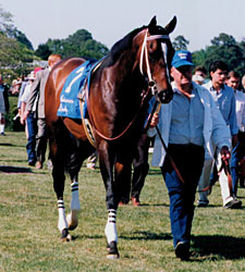 Blumin Affair, Third in the Derby, Dies Blumin Affair, Third in the Derby, Dies