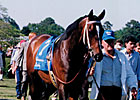 Blumin Affair, Third in the Derby, Dies Blumin Affair, Third in the Derby, Dies