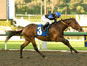 Bob Black Jack Aces San Carlos Return Bob Black Jack Aces San Carlos Return