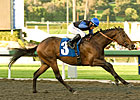 Bob Black Jack Aces San Carlos Return Bob Black Jack Aces San Carlos Return