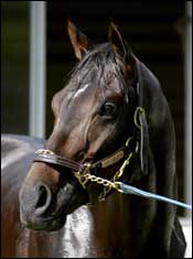 Grade I Winner Bob and John Retired Grade I Winner Bob and John Retired