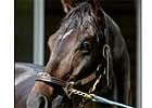 Grade I Winner Bob and John Retired