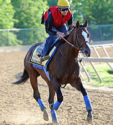 Bodemeister Still Heavy Preakness Favorite Bodemeister Still Heavy Preakness Favorite