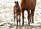 Mining My Own Produces Bodemeister Filly Mining My Own Produces Bodemeister Filly