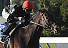 Featured Horse Profile: Boisterous