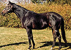 The Influence of Bold Ruler The Influence of Bold Ruler