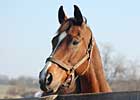 Bonapaw Arrives at Old Friends