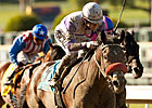 Bond Holder Being Treated for Laminitis Bond Holder Being Treated for Laminitis