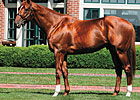 First Winner for Bowman's Band First Winner for Bowman's Band