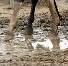 Racing Officials, Trainers Prepare for Wet Breeders' Cup Racing Officials, Trainers Prepare for Wet Breeders' Cup