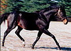Broad Brush Euthanized at Age 26 Broad Brush Euthanized at Age 26