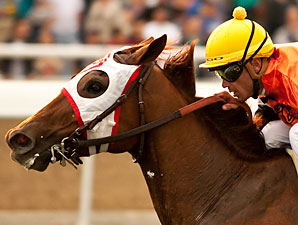 Multiple Graded Winner Broken Dreams Retired Multiple Graded Winner Broken Dreams Retired