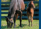 Vote for the MarketWatch Broodmare of 2011 Vote for the MarketWatch Broodmare of 2011