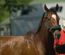 Steve Haskin's Derby Report: Hello, Brother Steve Haskin's Derby Report: Hello, Brother
