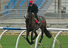 Canadian International Attracts Brown Panther Canadian International Attracts Brown Panther