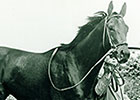 Buckpasser and His Influence on the Breed Buckpasser and His Influence on the Breed