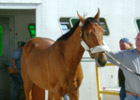 Buddy's Saint Works 6 Furlongs at Gulfstream Buddy's Saint Works 6 Furlongs at Gulfstream