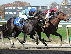 Even Dozen Set for UAE 2000 Guineas Even Dozen Set for UAE 2000 Guineas