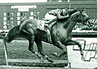 Bull Inthe Heather Euthanized at Old Friends Bull Inthe Heather Euthanized at Old Friends