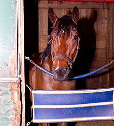 Loose Horse Takes Jaunt Down U.S. Route 1