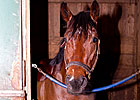 Loose Horse Takes Jaunt Down U.S. Route 1 Loose Horse Takes Jaunt Down U.S. Route 1