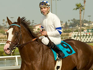 Grade I Winner Buzzards Bay Retired Grade I Winner Buzzards Bay Retired