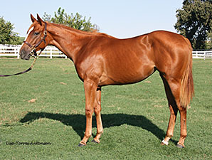 Yearling Raises $57,000 for CARMA at Barretts Yearling Raises $57,000 for CARMA at Barretts