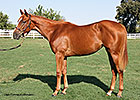 Yearling Raises $57,000 for CARMA at Barretts Yearling Raises $57,000 for CARMA at Barretts