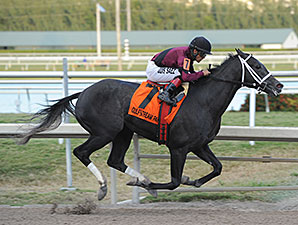 Florida Derby Likely Next for Cairo Prince Florida Derby Likely Next for Cairo Prince