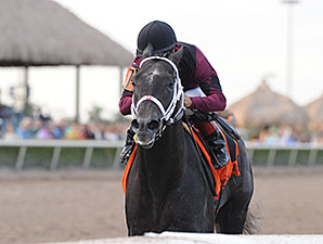 Cairo Prince Returns to Work at Palm Meadows Cairo Prince Returns to Work at Palm Meadows