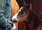 First Two Foals by Sire Caleb's Posse Arrive First Two Foals by Sire Caleb's Posse Arrive