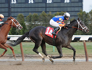 Calibrachoa Dominates Gravesend for Repole Calibrachoa Dominates Gravesend for Repole