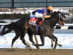 Calibrachoa Rides Win Streak Into Tom Fool Calibrachoa Rides Win Streak Into Tom Fool