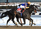 Calibrachoa Rides Win Streak Into Tom Fool Calibrachoa Rides Win Streak Into Tom Fool