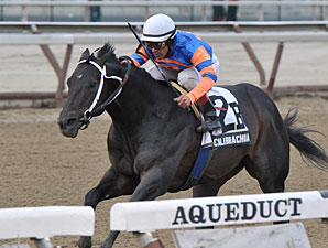 Calibrachoa Scratched From Carter Calibrachoa Scratched From Carter