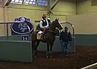 BC 2014: California Chrome Feisty in Paddock BC 2014: California Chrome Feisty in Paddock