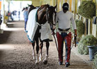 California Chrome Gallops at Belmont Park California Chrome Gallops at Belmont Park